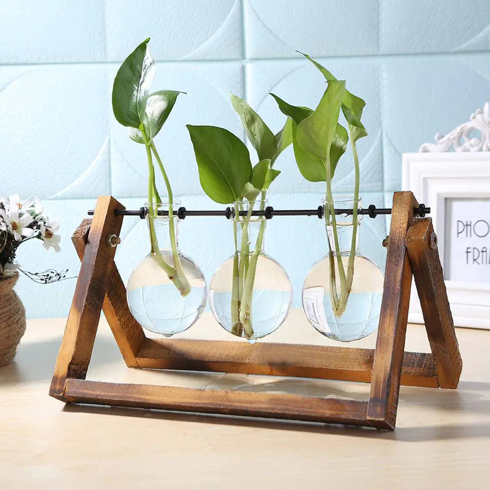 Sophisticated Glass Vase for Plant